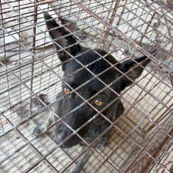 Beta-G -  German Shepherd Dog and Belgian Shepherd Malinois Dog for Adoption in Edinburg, Texas - Beta-G | PetCurious