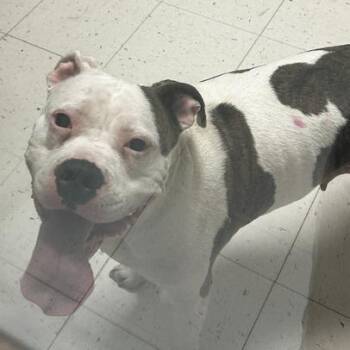 Spare Change -  Mixed Breed Dog for Adoption in Davenport, Iowa - Spare Change | PetCurious