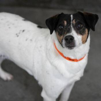 Velcro (AG26-27) -  Rat Terrier Dog for Adoption in Peyton, Colorado - Velcro (AG26-27) | PetCurious