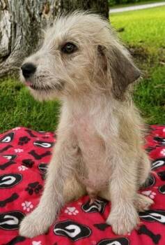 Baby Paddington -  Schnauzer and Terrier Dog for Adoption in Washington, District Of Columbia - Baby Paddington | PetCurious
