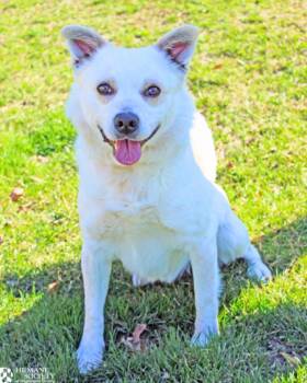 Jindo and Mixed Breed Dogs Available for Adoption in Hagerstown, Maryland - GHOSTOPHER P SPOOKINGTON | PetCurious