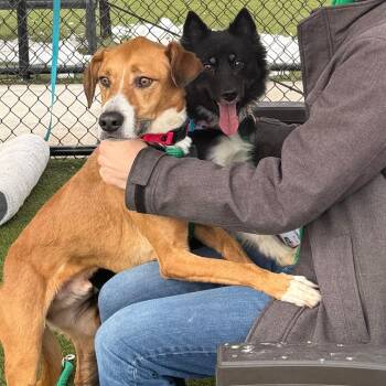 Milo Baby -  Mixed Breed Dog for Adoption in Philadelphia, Pennsylvania - Milo Baby | PetCurious