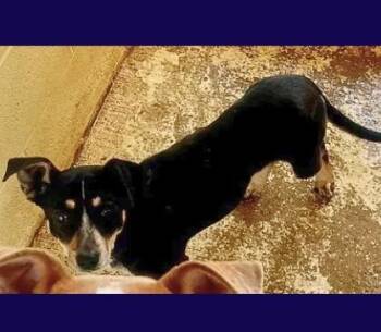 Rat Terrier and Chihuahua Dogs Available for Adoption in Boulder, Colorado - Raven | PetCurious