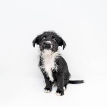 Tweety Bird -  Mountain Cur and Labrador Retriever Dog for Adoption in New York, New York - Tweety Bird | PetCurious