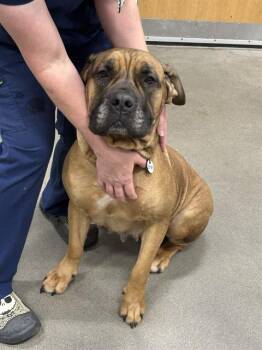Mastiff Dogs Available for Adoption - SALTINE | PetCurious