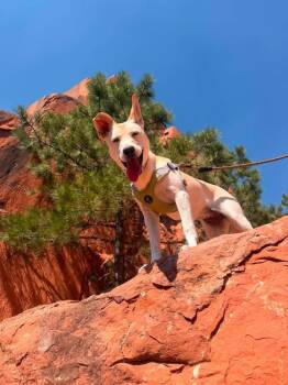 Honey (Anastasia/Mattee) -  Cattle Dog and Shepherd Dog for Adoption in Colorado Springs, Colorado - Honey (Anastasia/Mattee) | PetCurious
