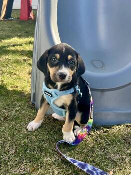 Mixed Breed Dogs Available for Adoption - Snooki | PetCurious