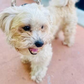 Cookie Monster -  Shih Tzu Dog for Adoption in Fort Lauderdale, Florida - Cookie Monster | PetCurious