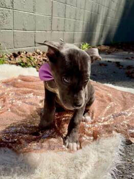 Rumi -  Terrier and Shar Pei Dog for Adoption in Sevierville, Tennessee - Rumi | PetCurious