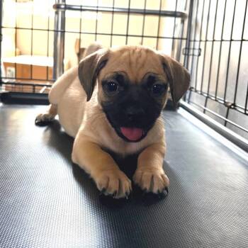Pug mix puppies -  Dachshund and Pug Dog for Adoption in Bethel, Connecticut - Pug Mix Puppies | PetCurious