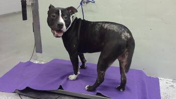 MALCUM -  Staffordshire Bull Terrier and Mixed Breed Dog for Adoption in Houston, Texas - MALCUM | PetCurious