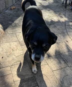 Rescue Chihuahua Dogs for Adoption in Richmond, Texas - Toby Maguire | PetCurious