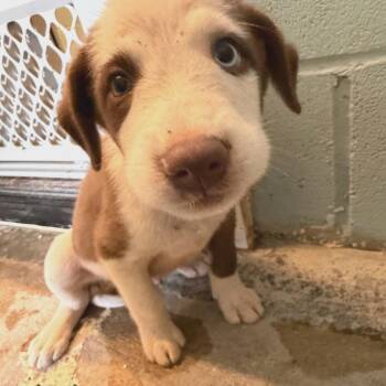 Lennox 5756 -  Mixed Breed Dog for Adoption in Loxahatchee Groves, Florida - Lennox 5756 | PetCurious