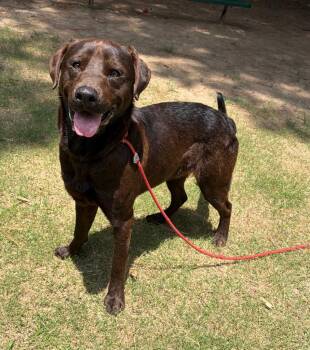 Kieran -  Labrador Retriever Dog for Adoption in Little Rock, Arkansas - Kieran | PetCurious