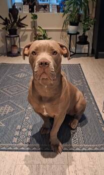 Lola -  American Bully and Mixed Breed Dog for Adoption in West Hollywood, California - Lola | PetCurious