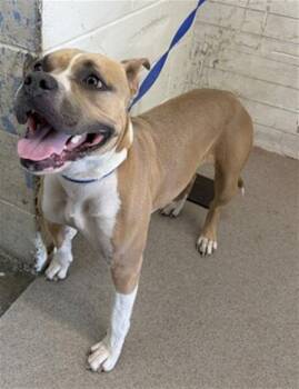 TRIXIE -  Pit Bull Terrier Dog for Adoption in San Bernardino, California - TRIXIE | PetCurious