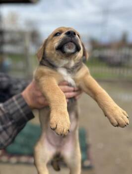 Pit Bull Terrier and Mixed Breed Dogs Available for Adoption - Danny | PetCurious