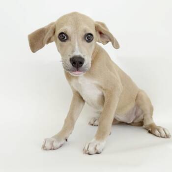 Jingle -  Mixed Breed Dog for Adoption in Brentwood, Missouri - Jingle | PetCurious