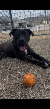 DUMPLIN -  Labrador Retriever and Boxer Dog for Adoption in Chester, South Carolina - DUMPLIN | PetCurious