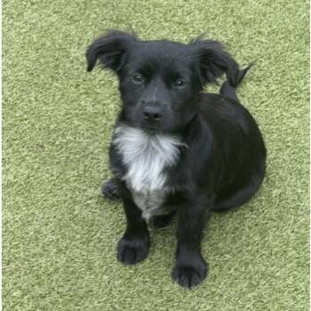 Poodle and Chihuahua Dogs Available for Adoption in Norwalk, Connecticut - TOOTIE | PetCurious