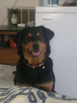 Rescue Rottweiler and Labrador Retriever Dogs for Adoption in Holly Springs, North Carolina - Willow | PetCurious