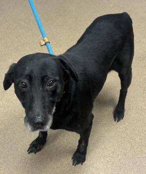 Atemoya -  Mixed Breed Dog for Adoption in Chamblee, Georgia - Atemoya | PetCurious