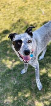 Rescue Australian Shepherd and Australian Cattle Dog Blue Heeler Dogs for Adoption in Oroville, Washington - Russ | PetCurious