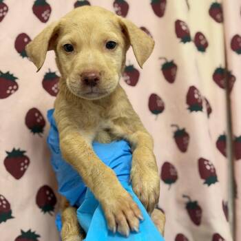 Diamondback -  Labrador Retriever and Mixed Breed Dog for Adoption in San Antonio, Texas - Diamondback | PetCurious