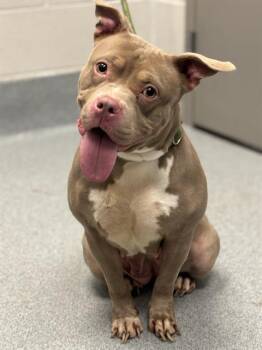 STRAWBERRY -  Pit Bull Terrier Dog for Adoption in Indianapolis, Indiana - STRAWBERRY | PetCurious