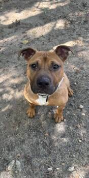 Rescue Mixed Breed Dogs for Adoption in Brookhaven, New York - Brownie | PetCurious