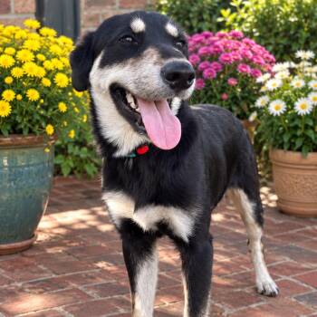 Oscar -  Shepherd and Australian Shepherd Dog for Adoption in Springfield, Missouri - Oscar | PetCurious