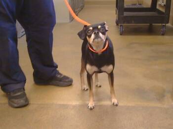 TOBY -  Chihuahua and Pug Dog for Adoption in Sacramento, California - TOBY | PetCurious