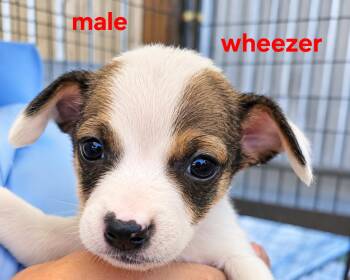 Wheezer -  Mixed Breed Dog for Adoption in Panama City, Florida - Wheezer | PetCurious