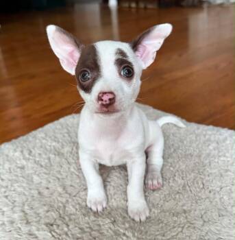 Phoebe -  Chihuahua Dog for Adoption in Silver Spring, Maryland - Phoebe | PetCurious
