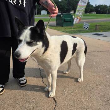 Emily -  Mixed Breed Dog for Adoption in Denison, Texas - Emily | PetCurious