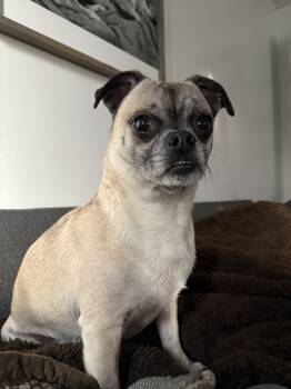Rescue Pug Dogs for Adoption in Plymouth, Michigan - Munch | PetCurious