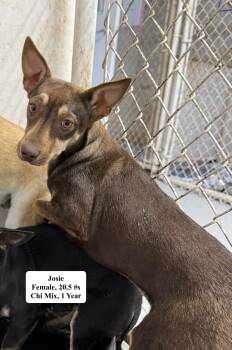 Chihuahua Dogs Available for Adoption in Blue Springs, Missouri - Josie | PetCurious