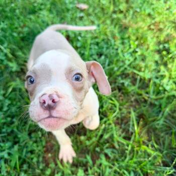 Ed ShEARan -  Pit Bull Terrier Dog for Adoption in Jarrettsville, Maryland - Ed ShEARan | PetCurious