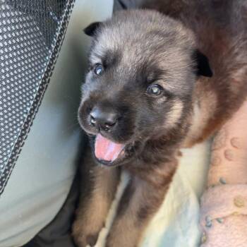 Slurpee -  Shepherd and Husky Dog for Adoption in San Pablo, California - Slurpee | PetCurious