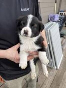 Border Collie Dogs Available for Adoption - Carson | PetCurious