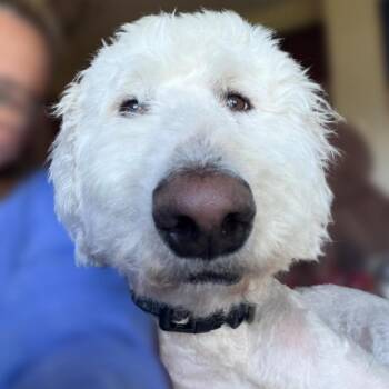 Poodle and Mixed Breed Dogs Available for Adoption in Wichita, Kansas - Teddy | PetCurious