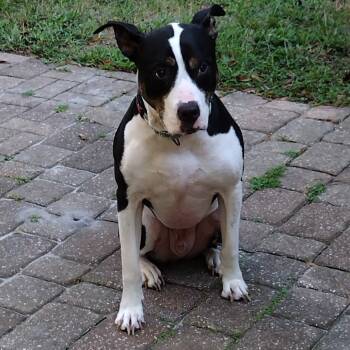 Rescue Mixed Breed Dogs for Adoption in Jacksonville, Florida - Kip | PetCurious