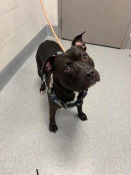 SHADOW KING -  American Bulldog and Pit Bull Terrier Dog for Adoption in Indianapolis, Indiana - SHADOW KING | PetCurious