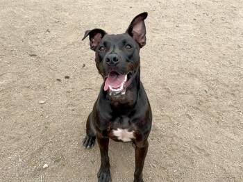 Rescue Pit Bull Terrier and Mixed Breed Dogs for Adoption in Tustin, California - OLLIE | PetCurious