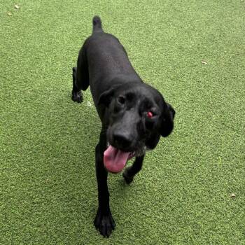 Suki 9752 -  German Shorthaired Pointer Dog for Adoption in Loxahatchee Groves, Florida - Suki 9752 | PetCurious
