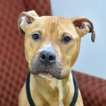TIA -  Pit Bull Terrier Dog for Adoption in Bowling Green, Ohio - TIA | PetCurious
