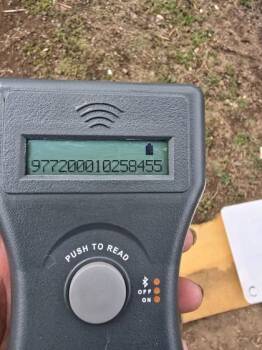 German Shepherd Dog and Mixed Breed Dogs Available for Adoption in Klamath Falls, Oregon - Lizzy | PetCurious