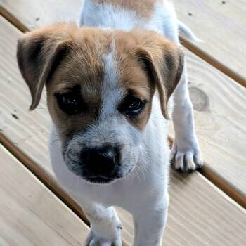 Bernie -  Beagle and Boxer Dog for Adoption in Chatham, New Jersey - Bernie | PetCurious