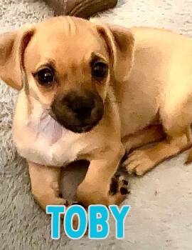 Toby -  Chiweenie and Pug Dog for Adoption in Shalimar, Florida - Toby | PetCurious