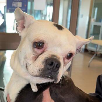 Boston Terrier Dogs Available for Adoption - Phoebe A5759475 | PetCurious